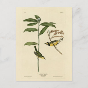 Postal Warbler encapuchado de los pájaros de América de A