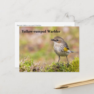 Postal Warbler hembra