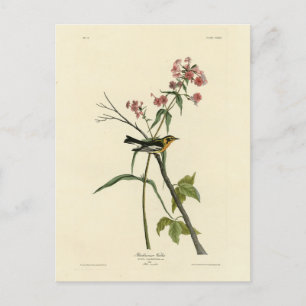 Postal Warbler negro - Los pájaros de América de Audubon