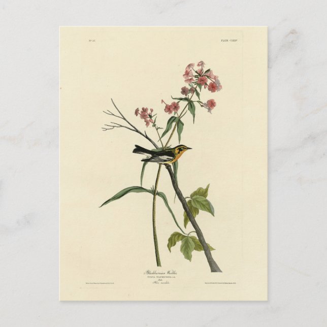 Postal Warbler negro - Los pájaros de América de Audubon (Anverso)
