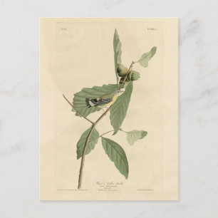 Postal Warbler negro y amarillo, los pájaros de América d