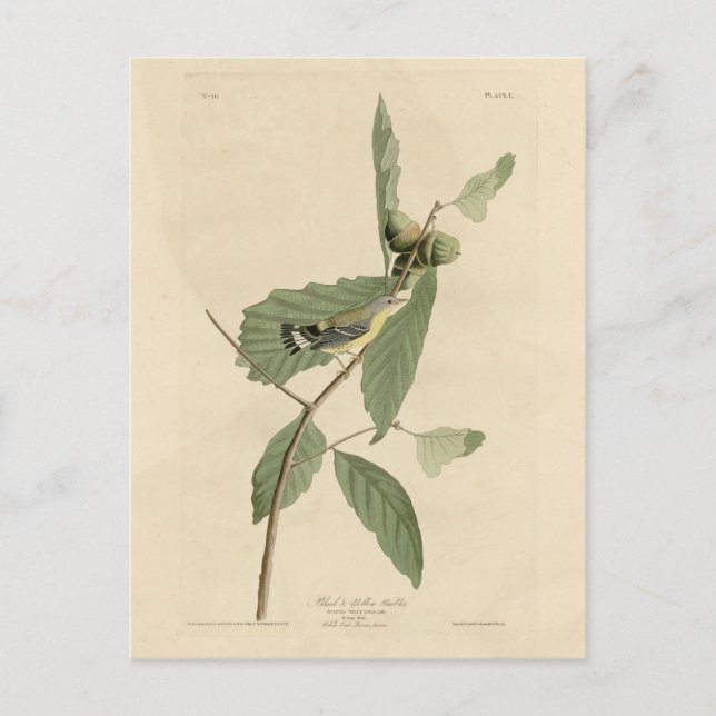 Postal Warbler negro y amarillo, los pájaros de América d (Anverso)