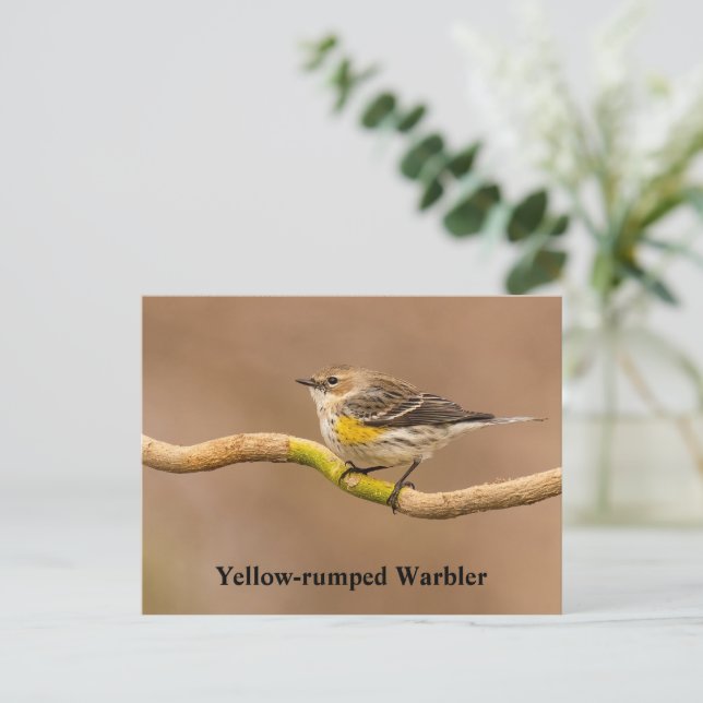 Postal Warbler Perched (Anverso de pie)