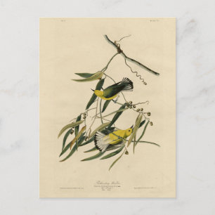 Postal Warbler prothonotaria - Aves de América de Audubon