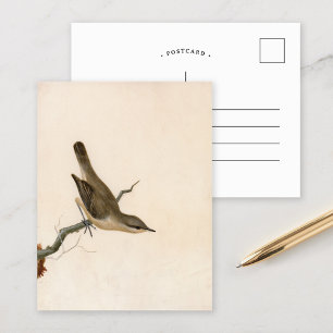Postal Warbler Reed Wren   William Lewin