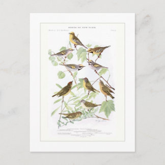 Postal Warblers