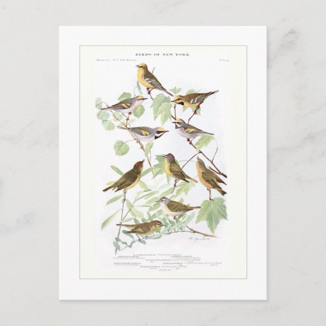 Postal Warblers (Anverso)