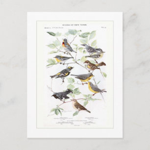 Postal Warblers