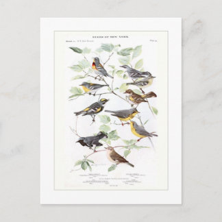 Postal Warblers