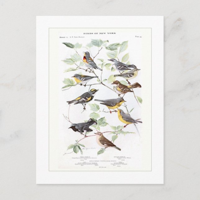 Postal Warblers (Anverso)
