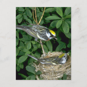 Postal Warblers de castaño en nido