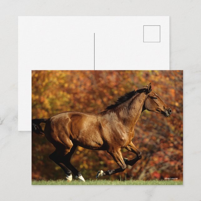 Postal Warmblood de la bahía en el fondo del otoño (Anverso / Reverso)