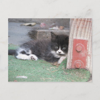 Postal Wary Kitten