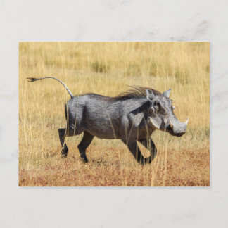 Postal Warzenschwein en der Savanne