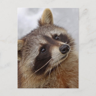 Postal Waschbär