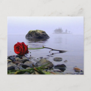 Postal Washed Ashore Red Rose