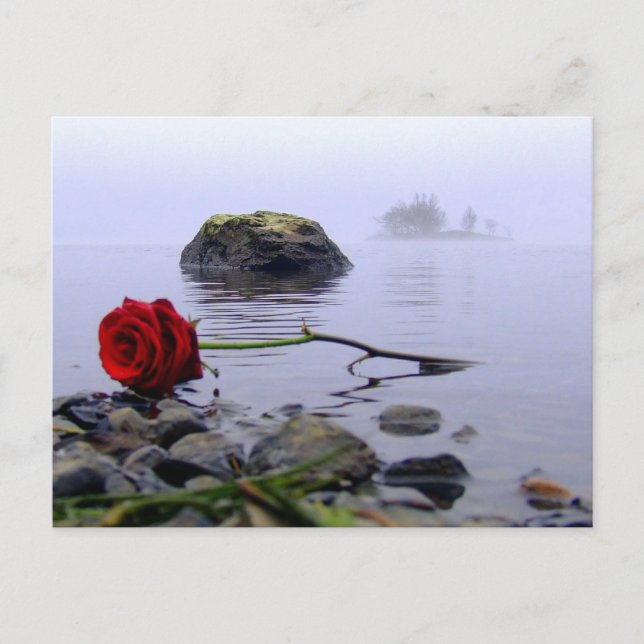 Postal Washed Ashore Red Rose (Anverso)