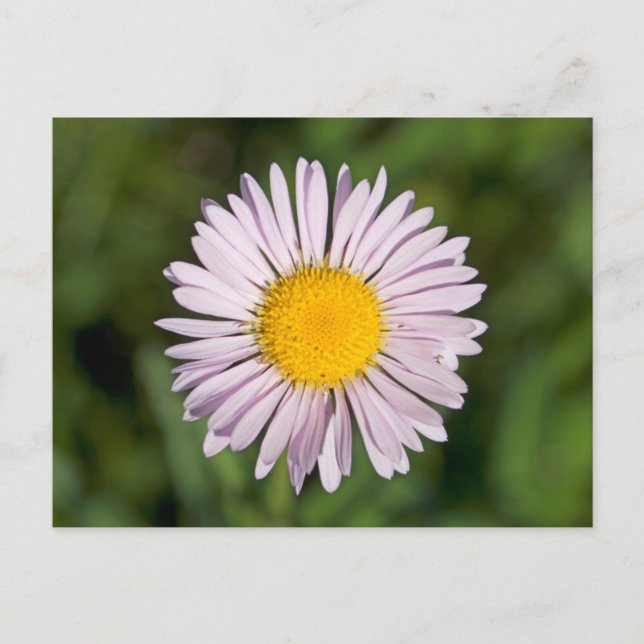 Postal Washington, Cordillera de Cascada, Monte Baker (Anverso)