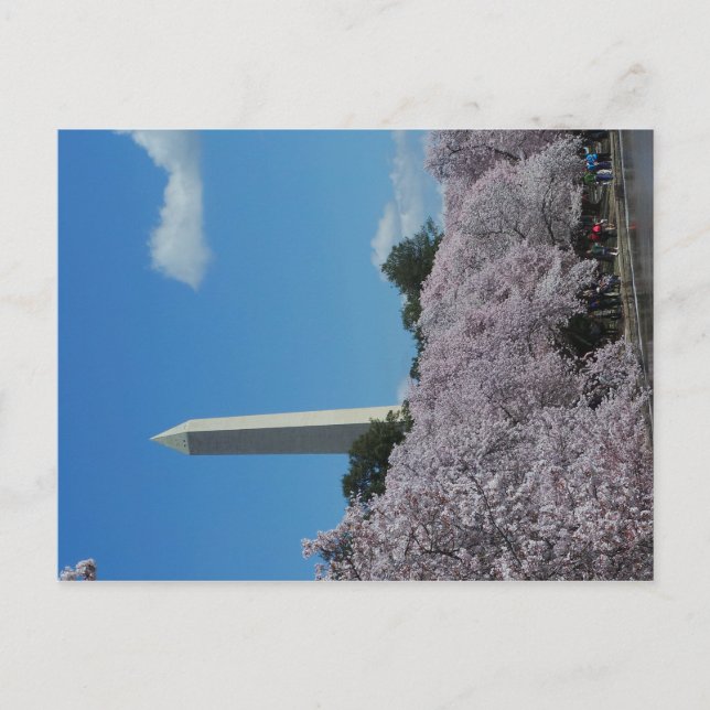 Postal Washington DC Cherry Blossom 2 (Anverso)