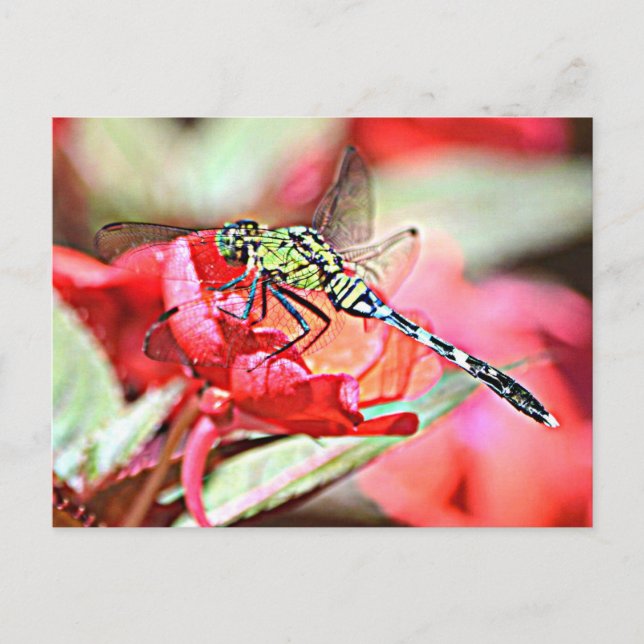 Postal Washington Green Darner Dragonfly (Anverso)