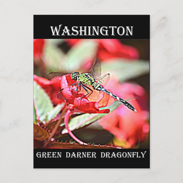 Postal Washington Green Darner Dragonfly (Anverso)