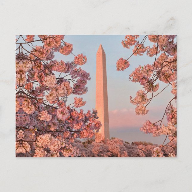 Postal Washington Monument - Cherry Blossoms (Anverso)
