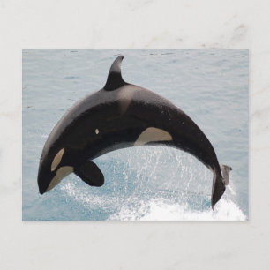Postal Washington Orca Whale
