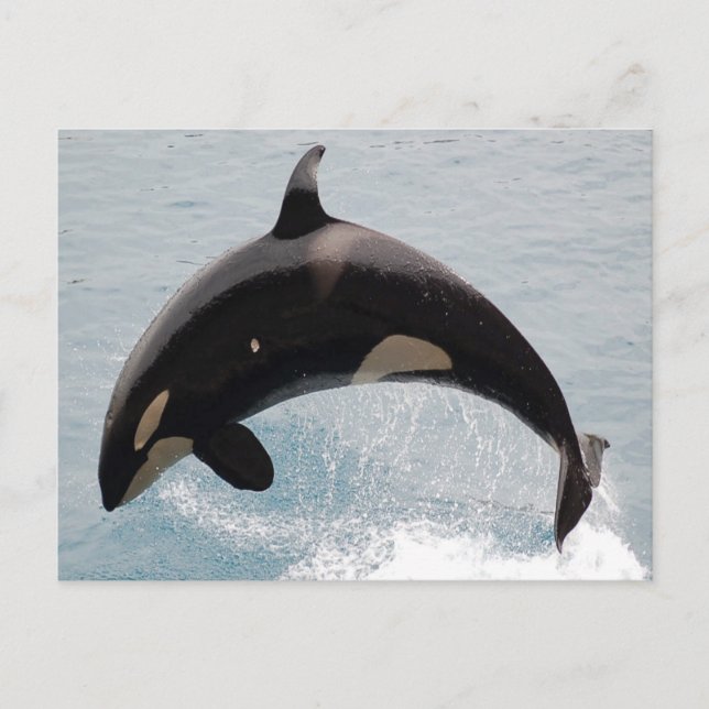 Postal Washington Orca Whale (Anverso)