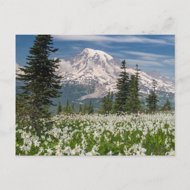 Postal Washington, Parque Nacional Mount Rainier 1 (Anverso)