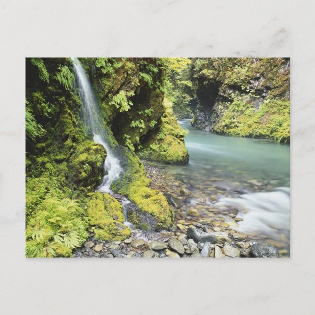 Postal Washington, Parque Nacional Olímpico, Estacional (Anverso)