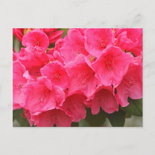 Postal Washington, Seattle, Puget Sound, Discovery Park (Anverso)