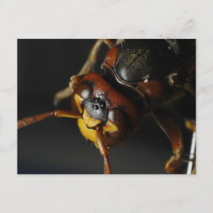 Postal Wasp