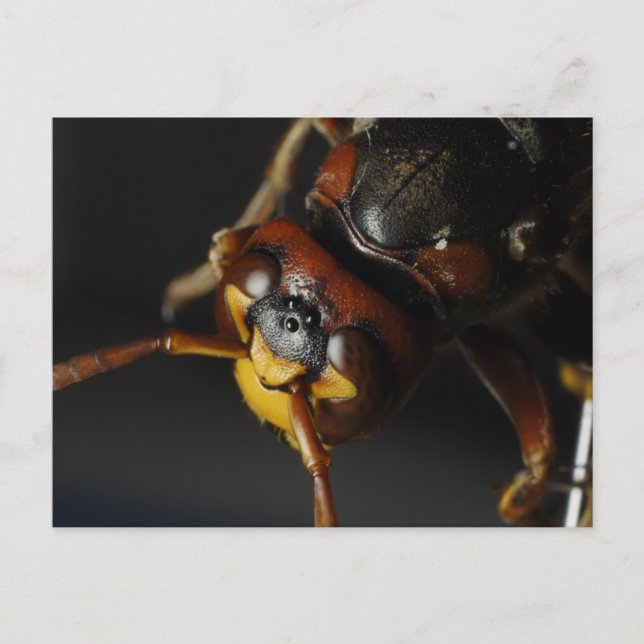 Postal Wasp (Anverso)
