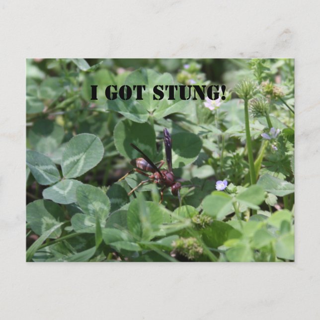 Postal Wasp (Anverso)