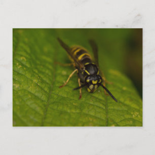 Postal Wasp