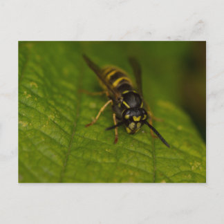 Postal Wasp