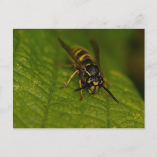 Postal Wasp (Anverso)