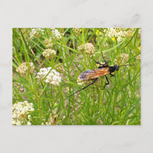Postal Wasp de Nuevo México salvaje