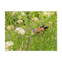 Postal Wasp de Nuevo México salvaje