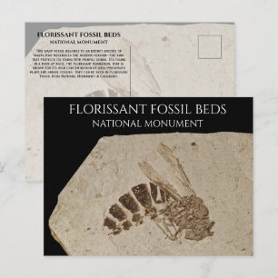 Postal Wasp Fossil Florissant Fossil Camas Nacionales Mon