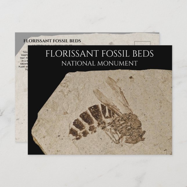 Postal Wasp Fossil Florissant Fossil Camas Nacionales Mon (Anverso / Reverso)