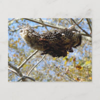 ¡Wasp Nest! ¡Cielos!