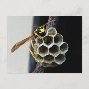Postal Wasp Nest y Worker