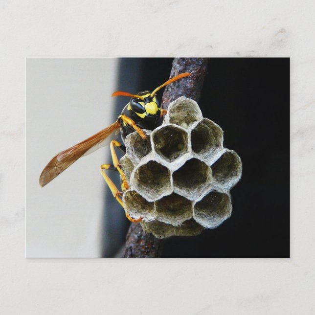 Postal Wasp Nest y Worker (Anverso)