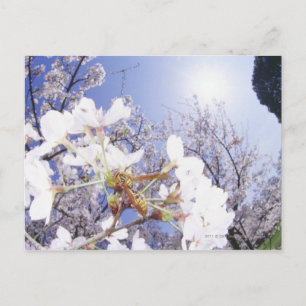 Postal Wasp on Cherry Blossom, cerrar