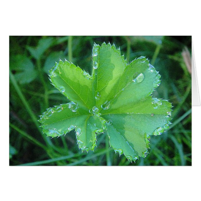 Postal Wassertropfen en hoja de mujer abrigo (Anverso (Horizontal))
