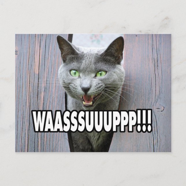 Postal WASSUP - Meme Cat (Anverso)