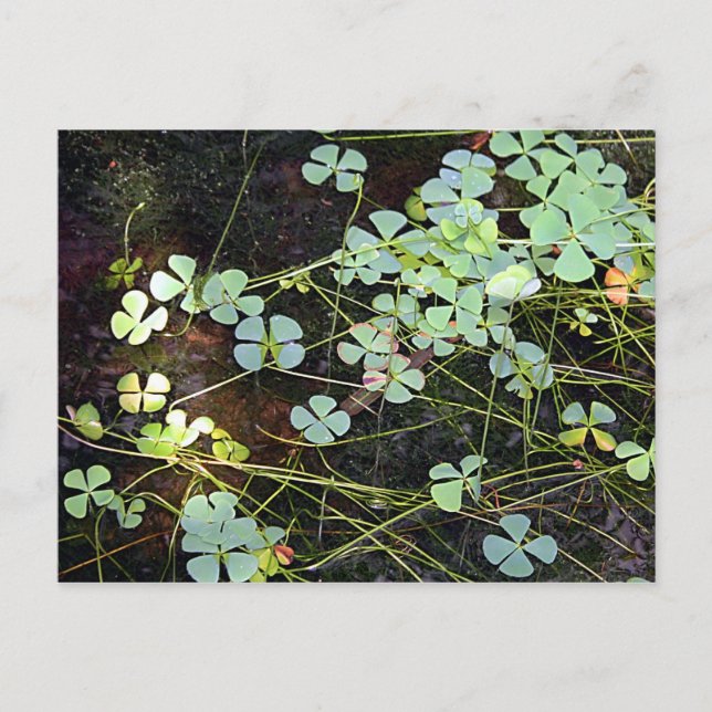 Postal Water Clover (Anverso)