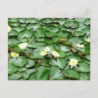Postal Water Lilies