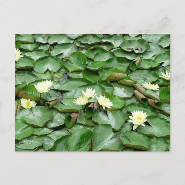 Postal Water Lilies (Anverso)